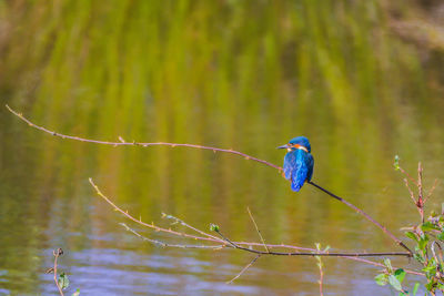 Close-up of bird perching on branch