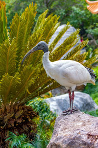 Bird perching on rock