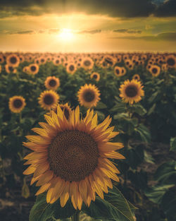 Close-up of sunflower