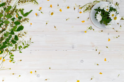 High angle view of white flowering plants on table