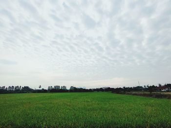 Scenic view of agricultural field against sky