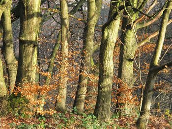 Plants growing in forest