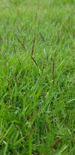 Full frame shot of fresh green field