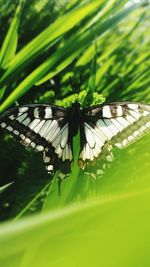 Close-up of butterfly on leaf