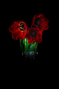 Close-up of red rose against black background