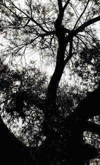 Low angle view of bare trees against sky