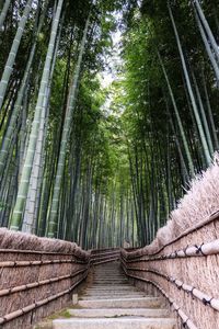 Bamboo trees in forest