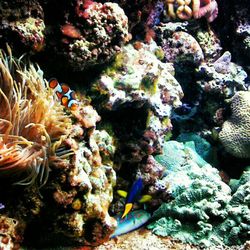 Close-up of fish underwater