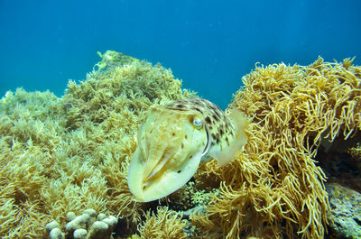 Fish swimming in sea