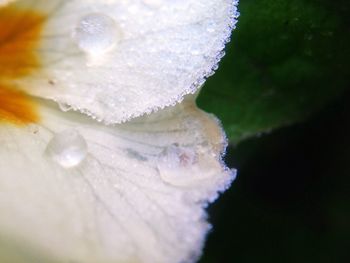 Close-up of white flowers