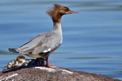 Close-up of seagull perching on rock against lake