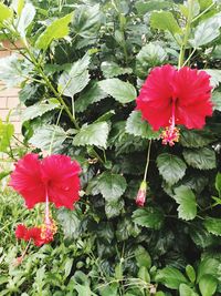 Close-up of red hibiscus flower