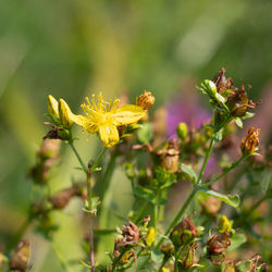 Close-up of yellow flowering plant