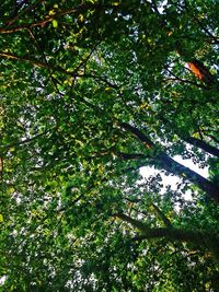 Low angle view of trees