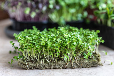 Close up of arugula microgreen. organic superfood concept. healthy lifestyle.