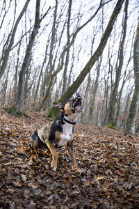 Dog in forest