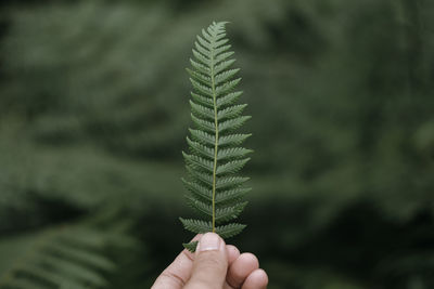 Cropped hand holding plant