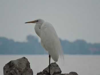 Seagull perching on rock against sea