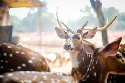 Close-up portrait of deer