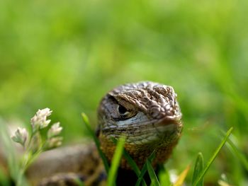 Close-up of snake