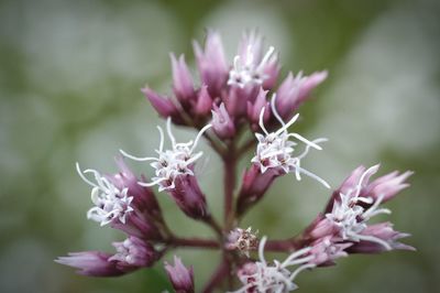 Close-up of pink flowers