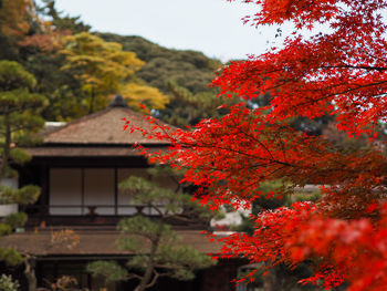 Red maple tree against building