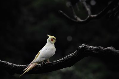 Bird perching on branch