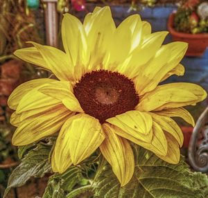 Close-up of yellow flower