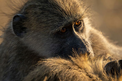 Close-up of chacma baboon with catchlight grooming