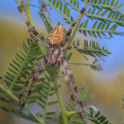 Close-up of spider on plant