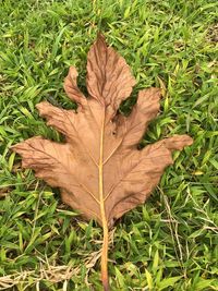 High angle view of maple leaf on grass