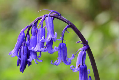 Close-up of purple blue flower