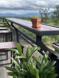 Close-up of potted plant on table