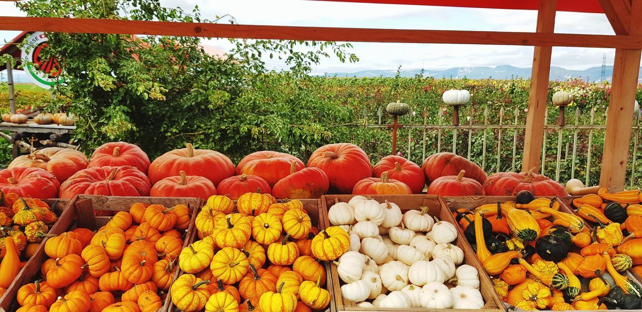 VARIOUS FRUITS FOR SALE IN MARKET