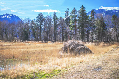 Trees on field against sky
