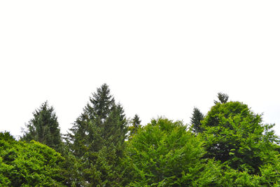 Low angle view of trees against clear sky