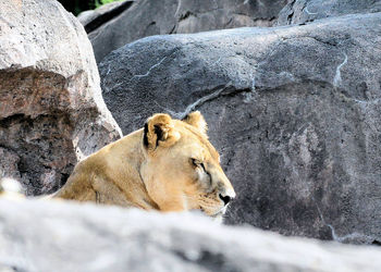 Lion relaxing on rock