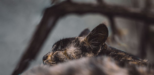 Close-up of a cat sleeping
