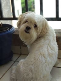 Close-up portrait of white dog sitting