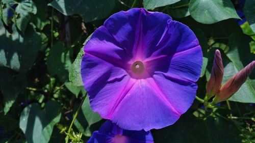 Close-up of purple flower blooming outdoors