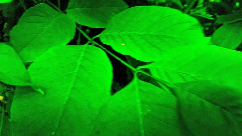 Close-up of fresh green plant