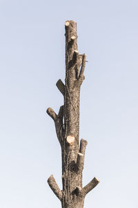 Low angle view of tree against clear sky