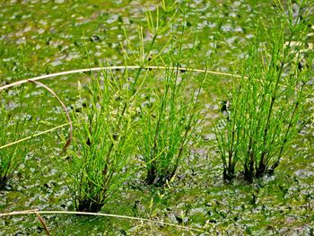 High angle view of plants growing on land