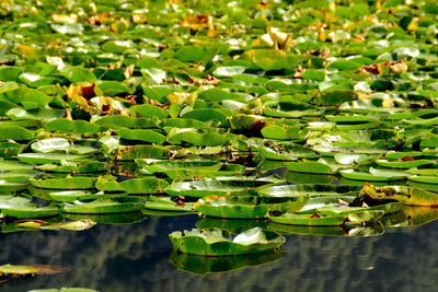 Close-up of lotus leaves floating on water