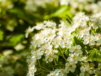 Close-up of white flowers on branch