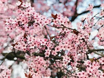 Close-up of pink cherry blossom