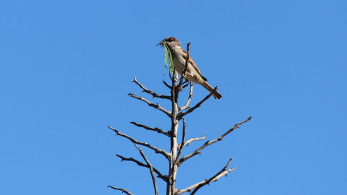 Low angle view of bird perching on bare tree against clear blue sky