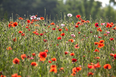 Red poppies blooming outdoors