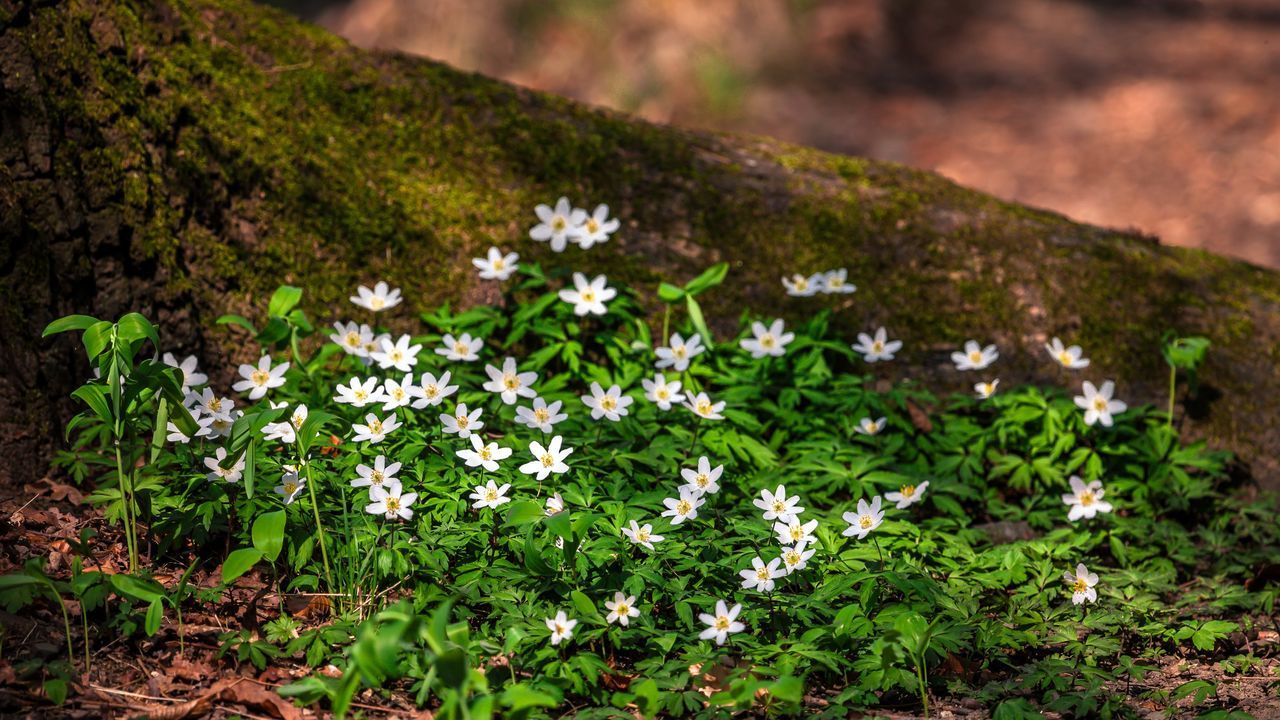 nature, flower, beauty in nature, growth, freshness, plant, green color, fragility, outdoors, close-up, no people, tree, day, flower head