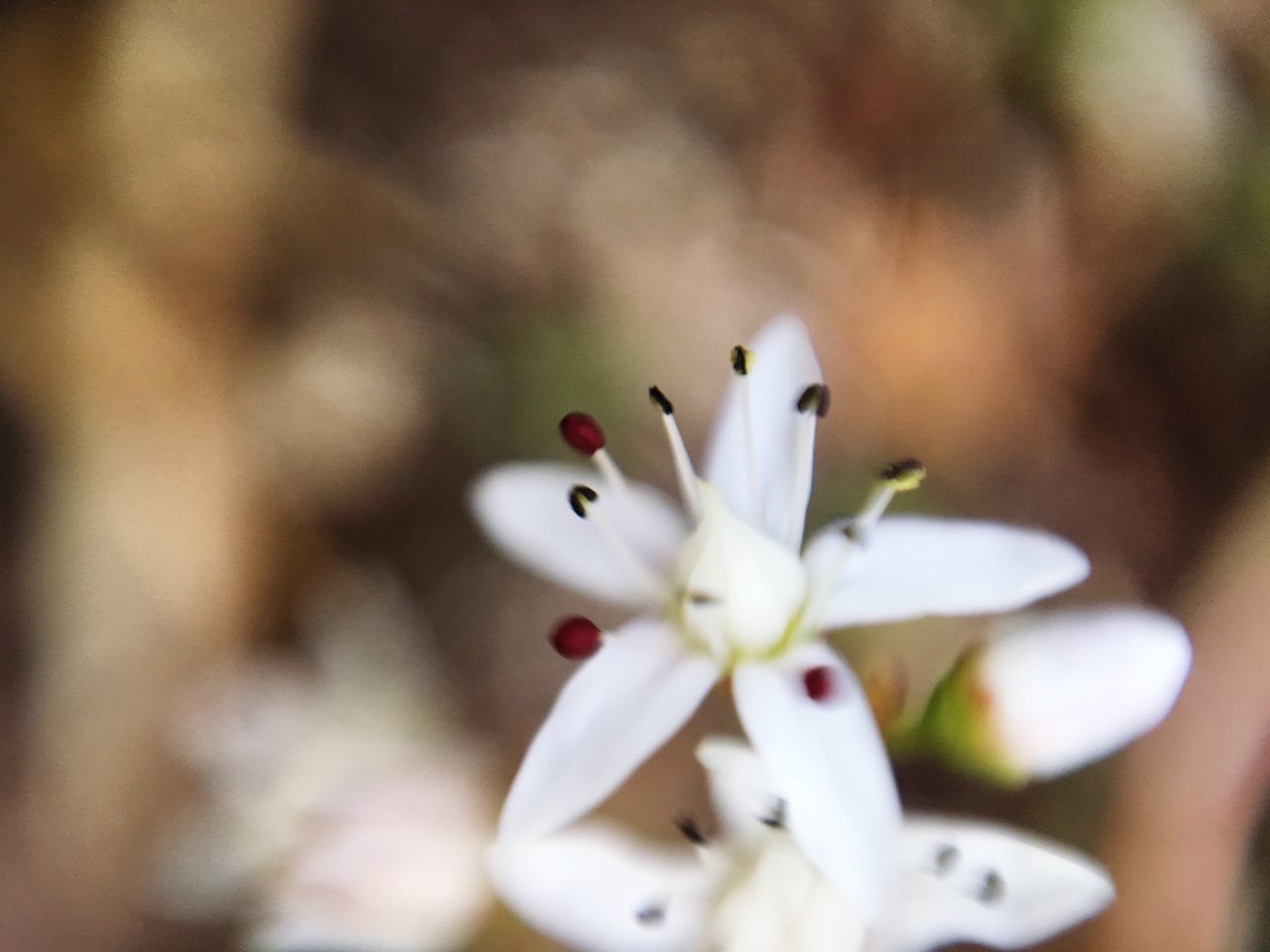 flowering plant, flower, vulnerability, fragility, plant, freshness, white color, beauty in nature, close-up, inflorescence, petal, flower head, growth, selective focus, no people, pollen, day, nature, focus on foreground, botany, springtime